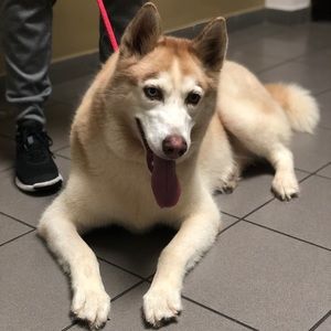 Meet your Posher, Priscilla i